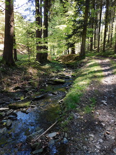 Forest Stream and Path