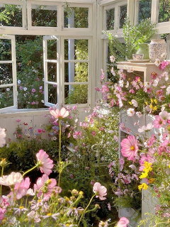Pink and white cosmos flowers growing in a sunny cottage garden with open white-framed windows