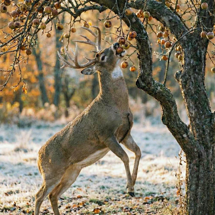 Deer standing upright reaching tree branch in snowy winter forest with fallen autumn leaves