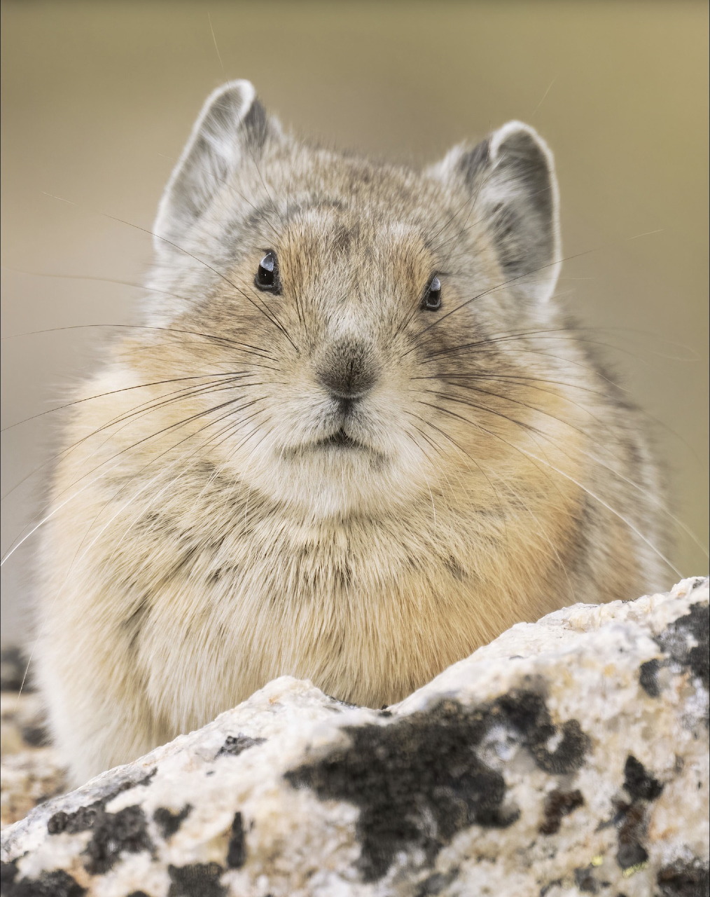 American Pika with fluffy tan fur and round ears perched on a rock