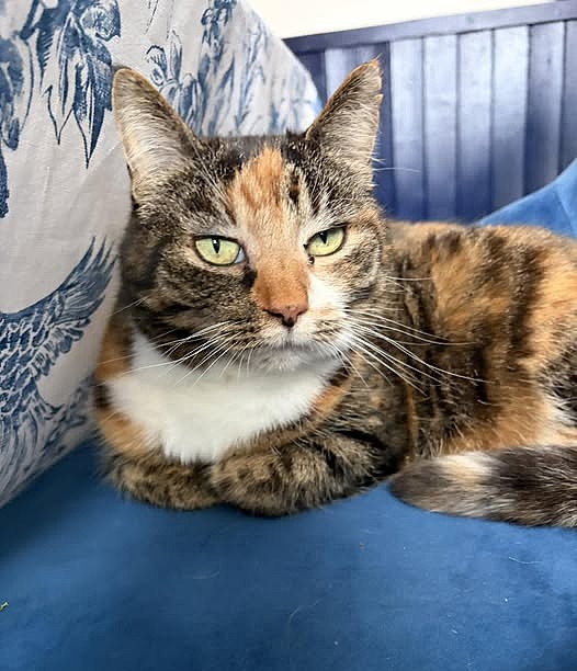 Calico cat with green eyes lying on a blue couch beside a patterned pillow