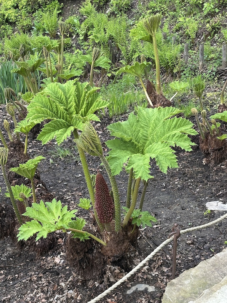 Young papaya trees with green leaves growing in dark soil