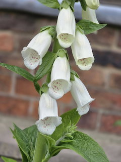 White foxglove bell-shaped flowers with spotted interiors on a green stem against a brick wall