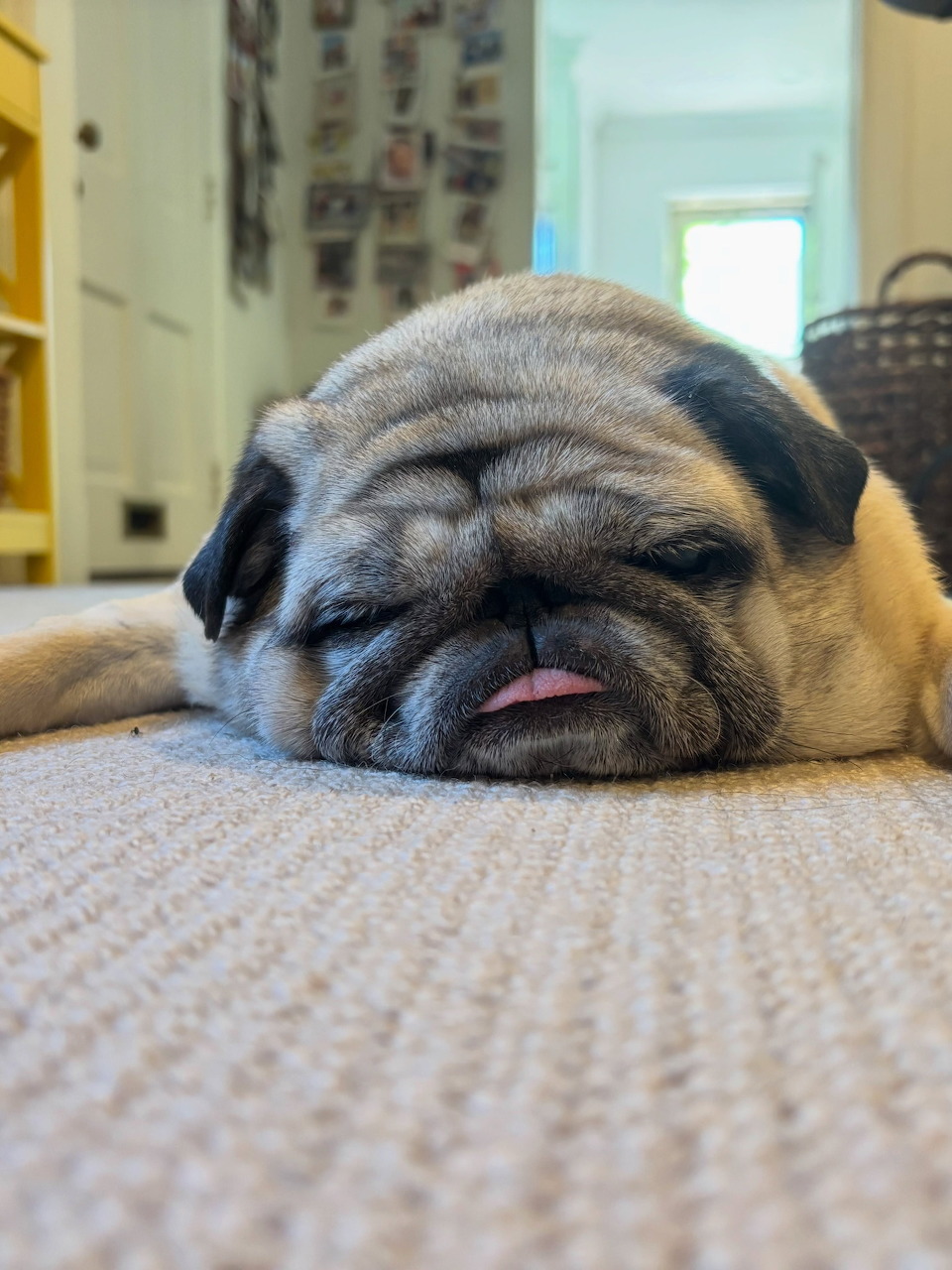 Sleeping Pug Dog