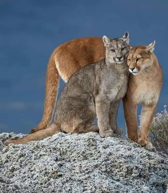Pumas on Rock