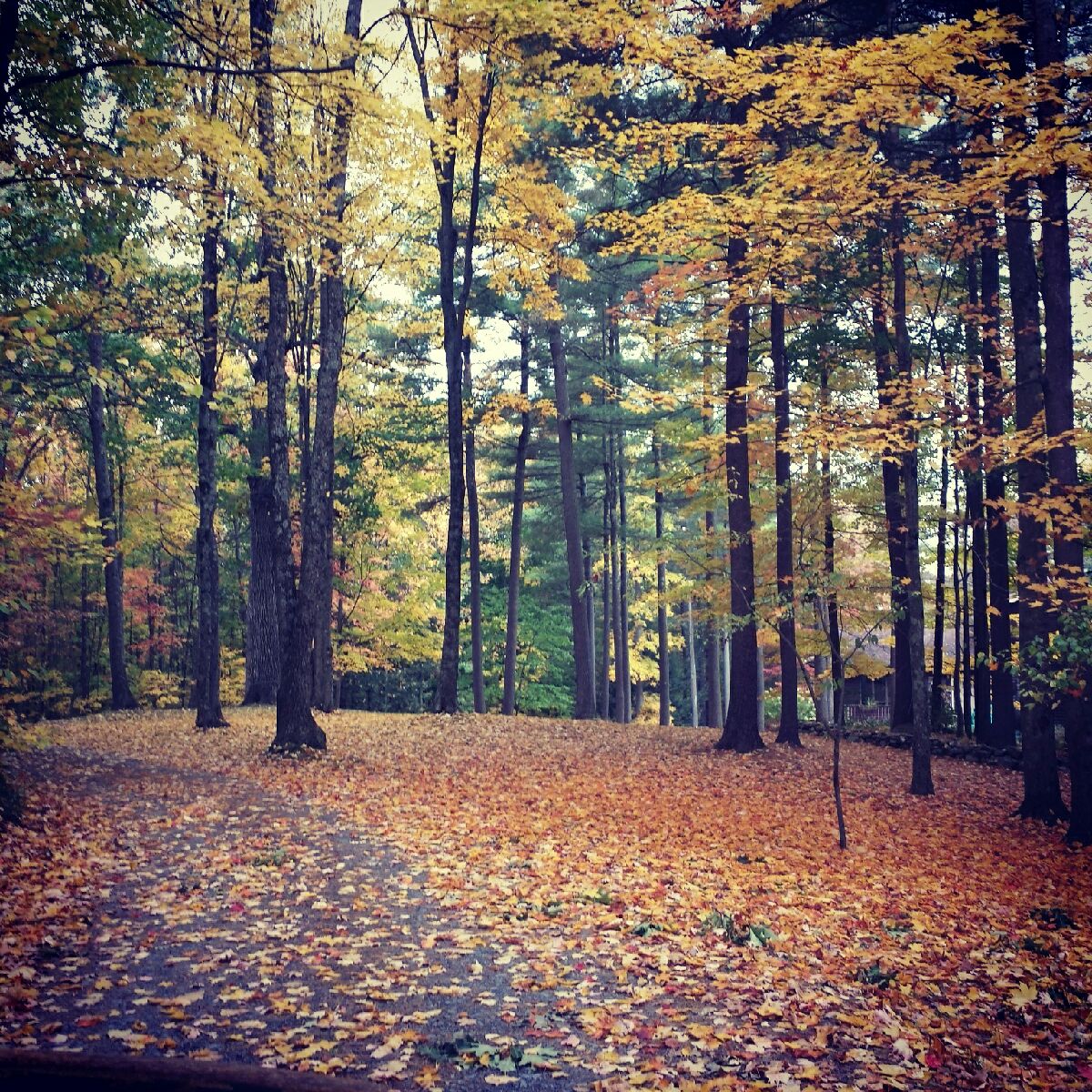 Autumn forest clearing with tall trees, fallen leaves, and a small house at the right edge