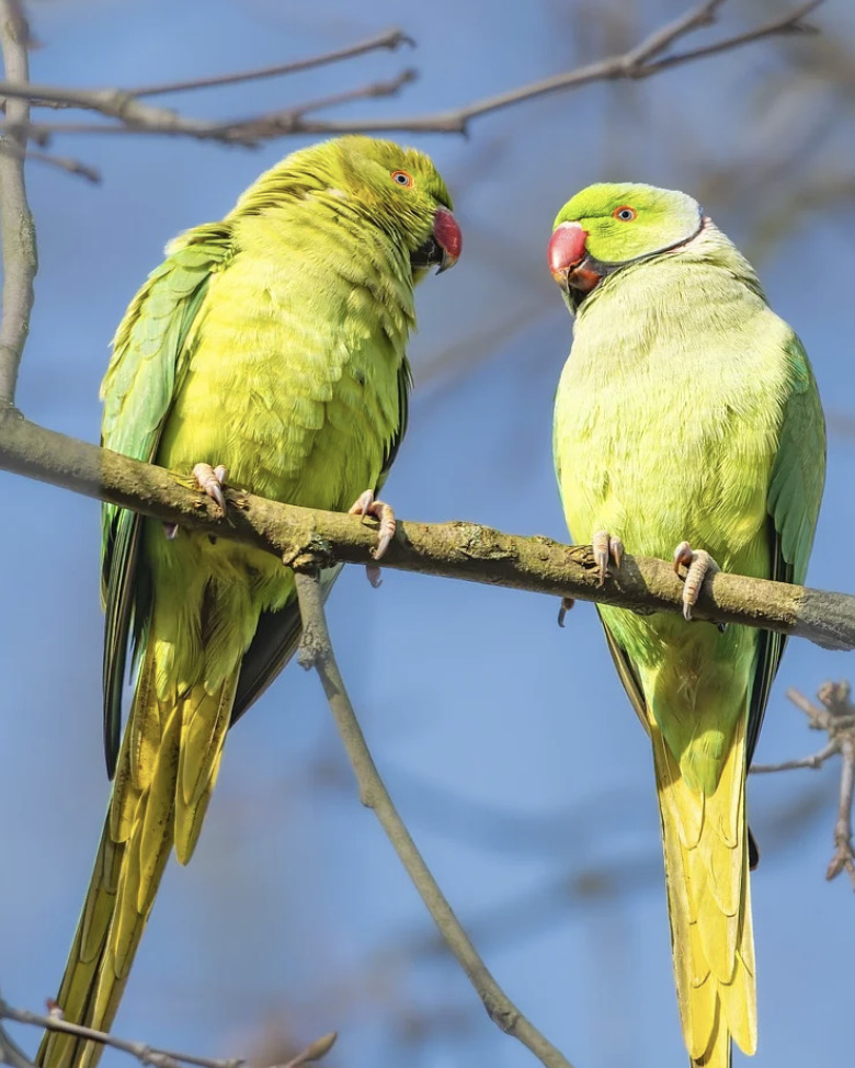 Two green parakeets perched on tree branches against a blue sky