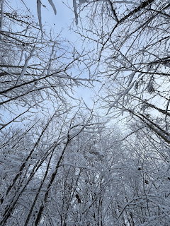 Snow-laden bare tree branches stretching upward against a pale blue winter sky viewed from below