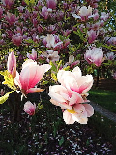 Pink and white magnolia flowers blooming on a tree with green leaves in a garden