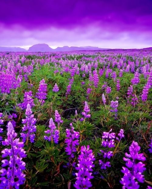 Field of purple lupine flowers with mountains and colorful sky in background