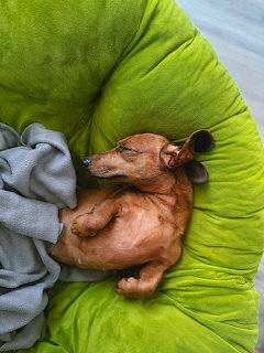 Brown dachshund curled up asleep on vibrant green cushioned bed