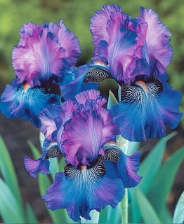 Purple Blue Iris Flowers