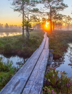Wooden boardwalk crossing foggy swamp at sunrise with pine trees and golden sunlight