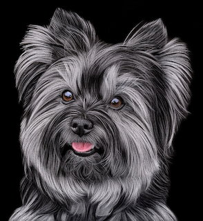 Detailed drawing of a Yorkshire Terrier with gray fur and pink tongue on black background