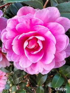 Pink Camelia Flower