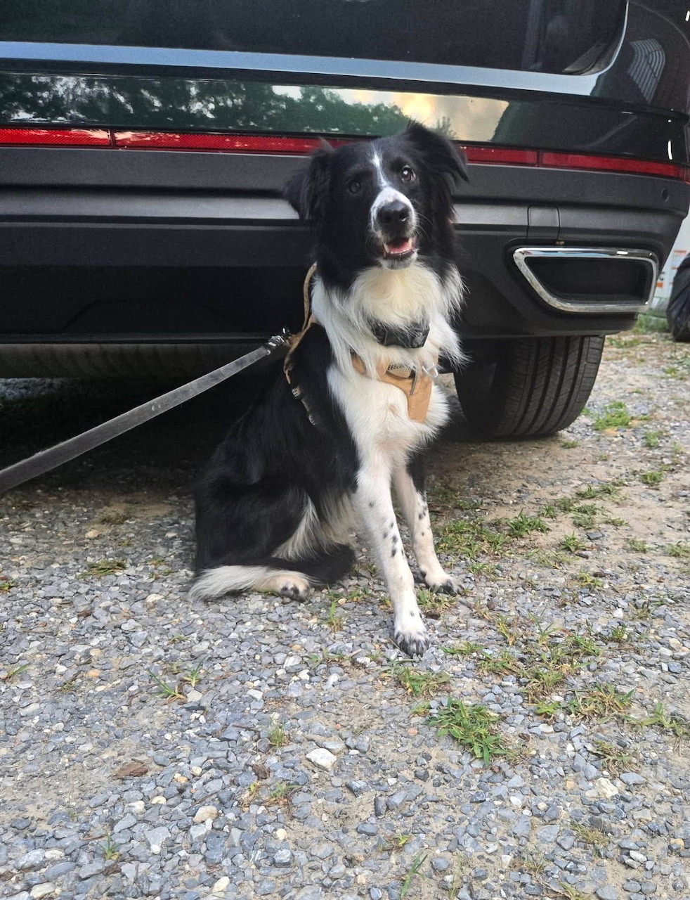 Black and white dog sitting on gravel beside a parked car