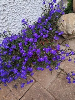 Lobelia plant with masses of small purple-blue flowers spreading across a brick patio beside a stone wall
