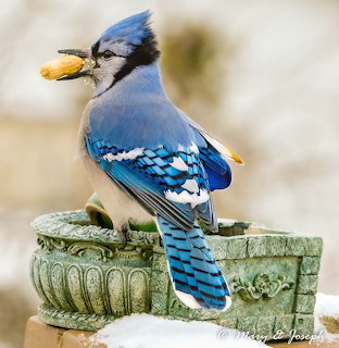 Blue Jay with Peanut