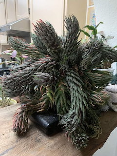 Giant Haworthiopsis Succulent