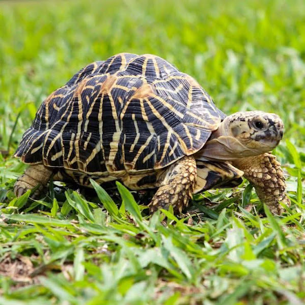 Star tortoise with patterned shell on green grass