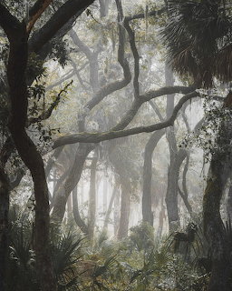 Foggy forest with gnarled trees covered in Spanish moss and palm understory