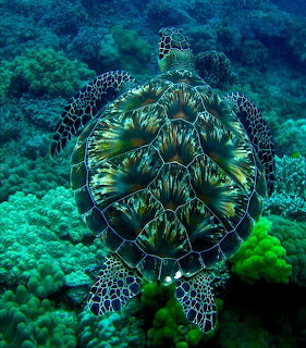 Hawksbill sea turtle with patterned shell swimming above coral reef in turquoise water