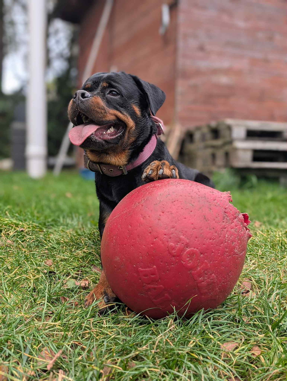 Rottweiler Pupy With Red Ball