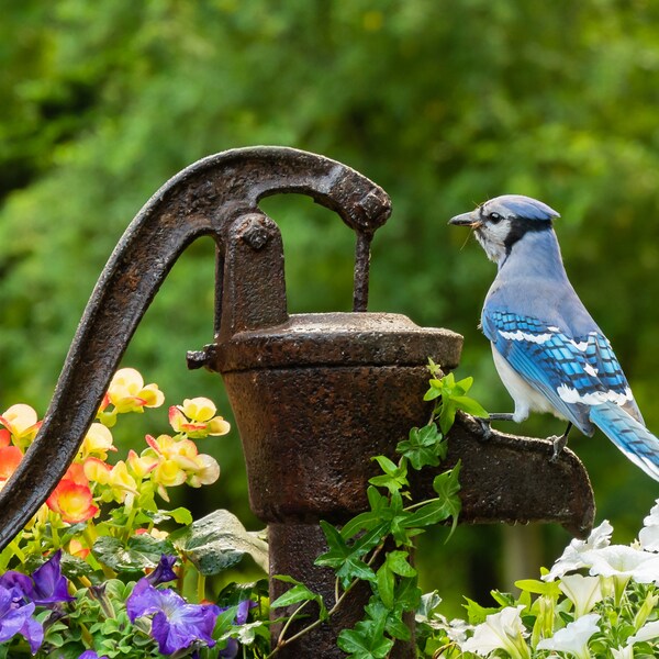 Blue jay perched on an old hand pump among colorful garden flowers