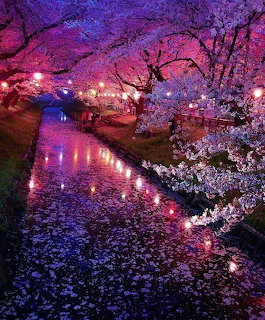 Canal surrounded by illuminated cherry blossom trees at night with pink petals covering the banks