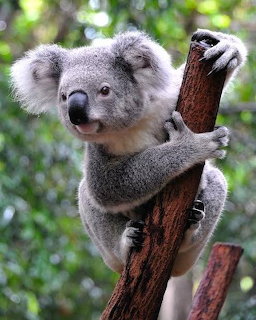 Gray koala hugging a tree trunk with blurred green foliage behind it