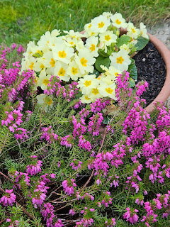 Primroses and Heather in Garden