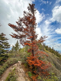Dead conifer tree with orange needles on a rocky mountain ridge against blue sky