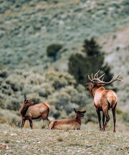 Bull elk with antlers standing with two smaller elk on grassy hillside with sagebrush in background