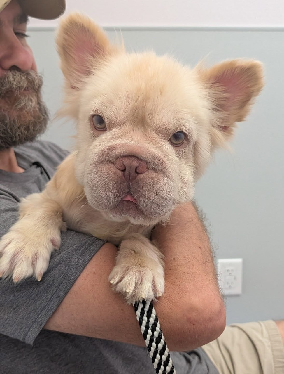 Fluffy French Bulldog Pupy