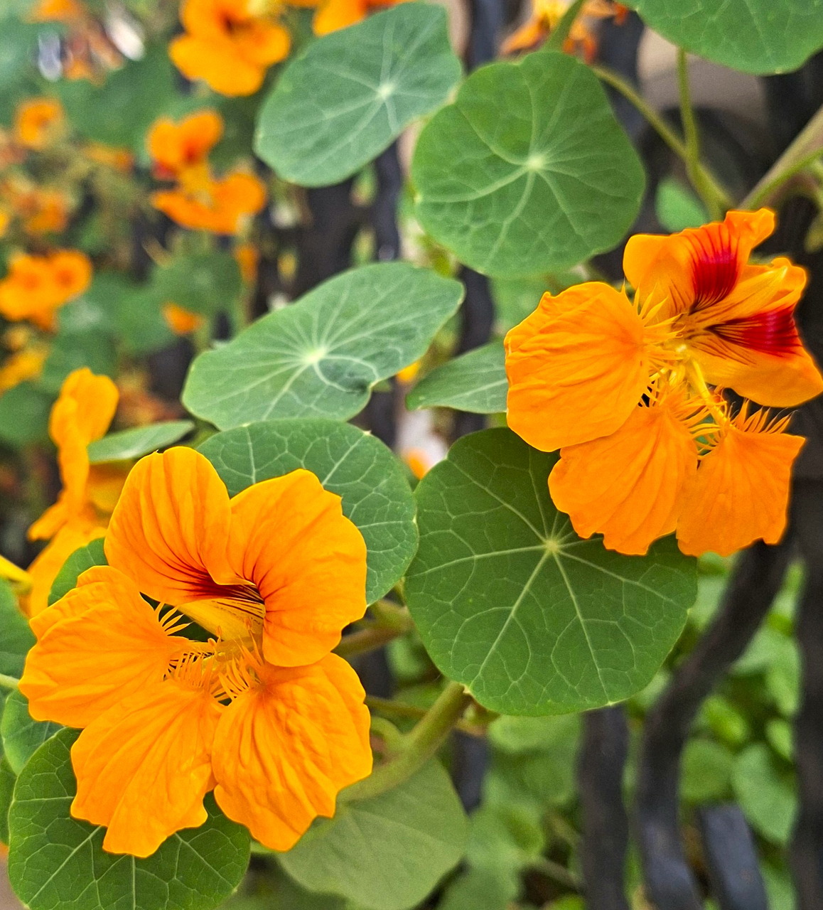 Close-up of orange flowers with round green leaves and dark stems