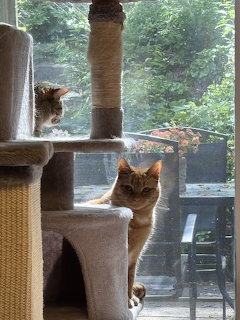 Two cats sitting on a cat tree with a garden visible through a window in the background.