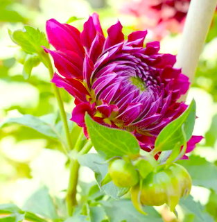 Deep magenta dahlia flower with spiraling petals against blurred green foliage