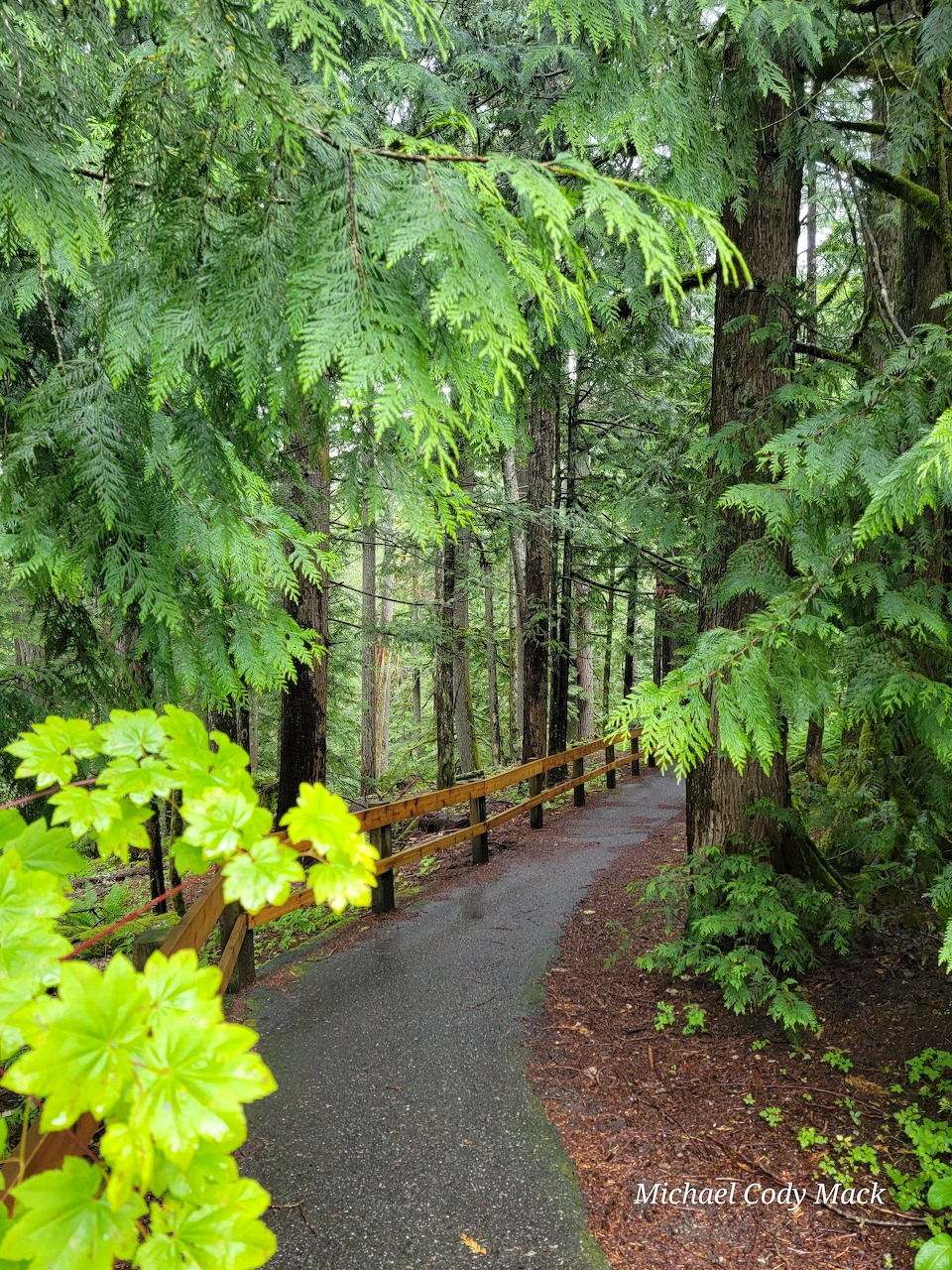 Paved forest trail with wooden railing winding through dense green trees