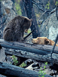 Two brown bears on fallen logs in a forest, one adult looking down at a younger bear resting