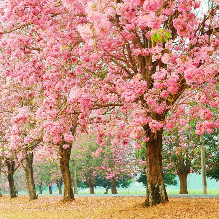 Pink cherry blossom trees in full bloom over green grass in a park