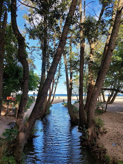 A small creek flowing through leaning trees toward a sunny beach and ocean beyond