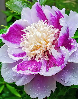 Pink and white peony bloom with water droplets against green foliage