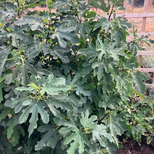 Fig Tree