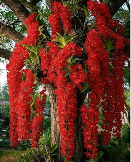 Cascading clusters of bright red orchid flowers hanging from a tree in a tropical garden