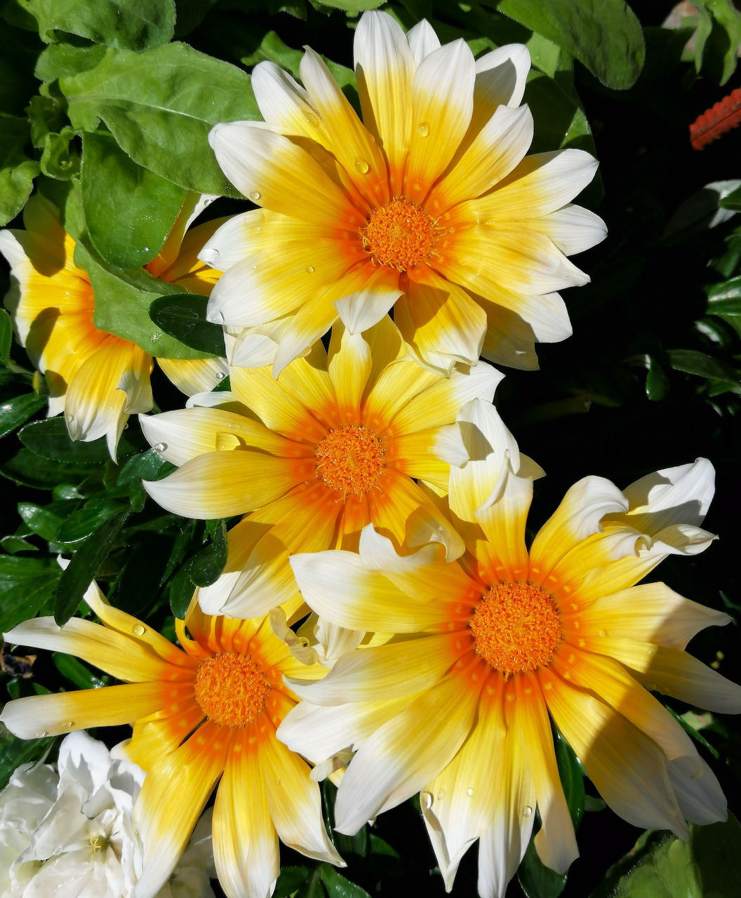 Close-up of yellow and white gazania flowers with orange centers and green leaves