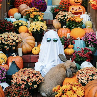 Rabbit among pumpkins and mums beside a small ghost figure with sunglasses