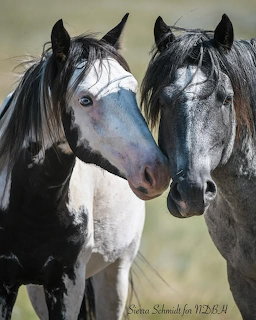 Close-up of two dark horses standing side by side outdoors