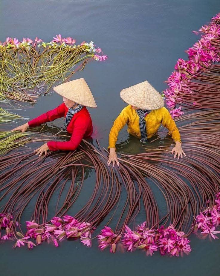 Flower Harvest Workers