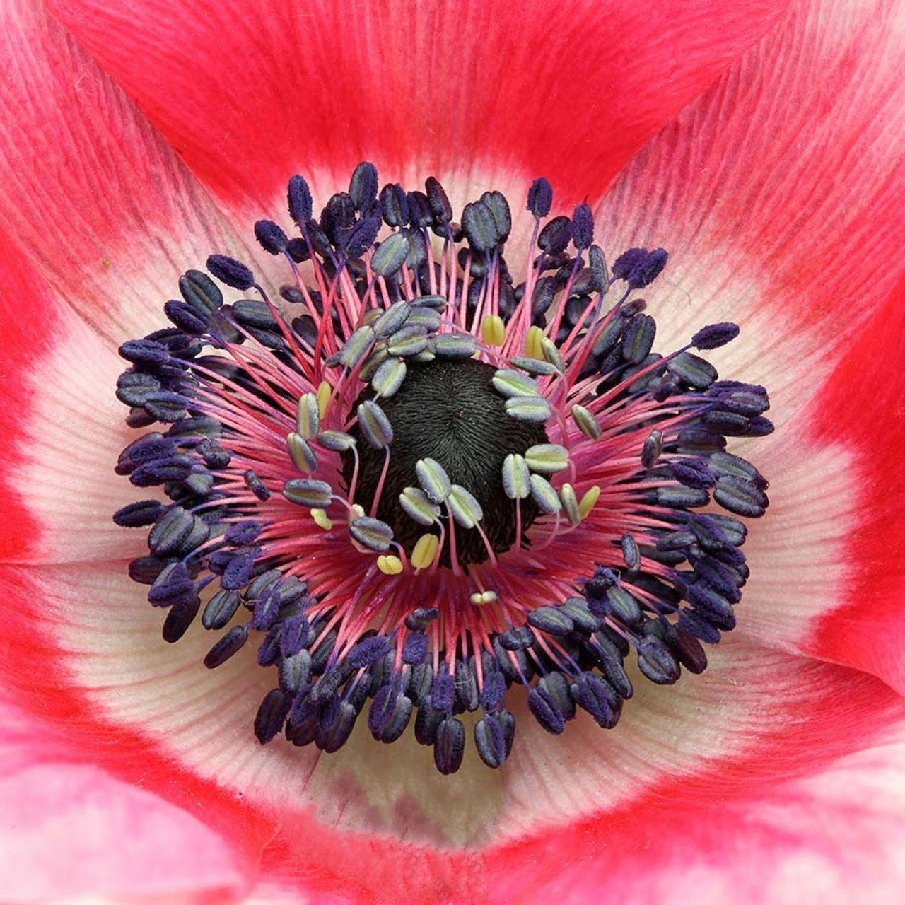 Red Poppy Flower Close-Up