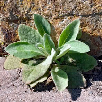 Green Plant on Stone